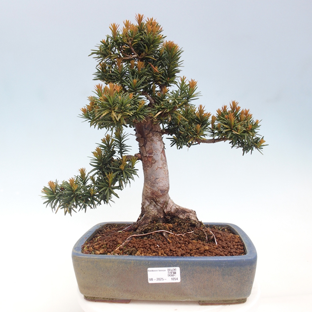 Kültéri bonsai - Taxus cuspidata - japán tiszafa