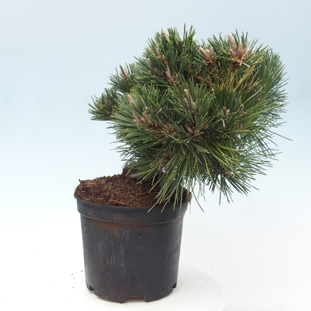 Kültéri bonsai - Pinus thunbergii senjyumaru - Thunberg fenyő