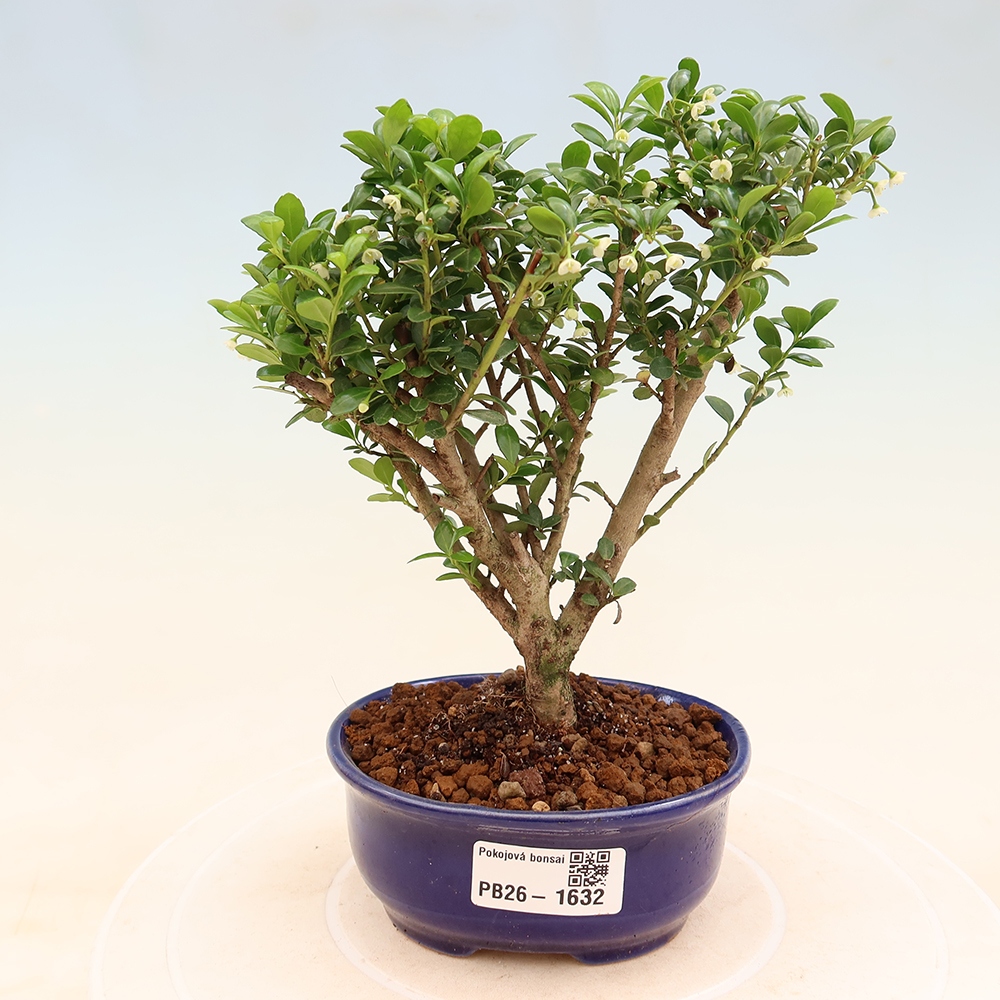 Szobai bonsai - Ilex crenata - Holly