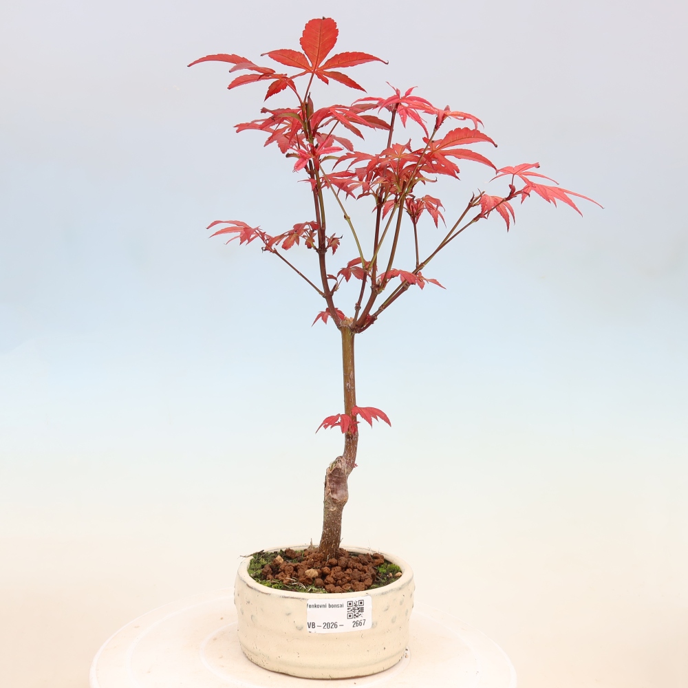 Kültéri bonsai - Acer pálma. Atropurpureum-Javor palmate