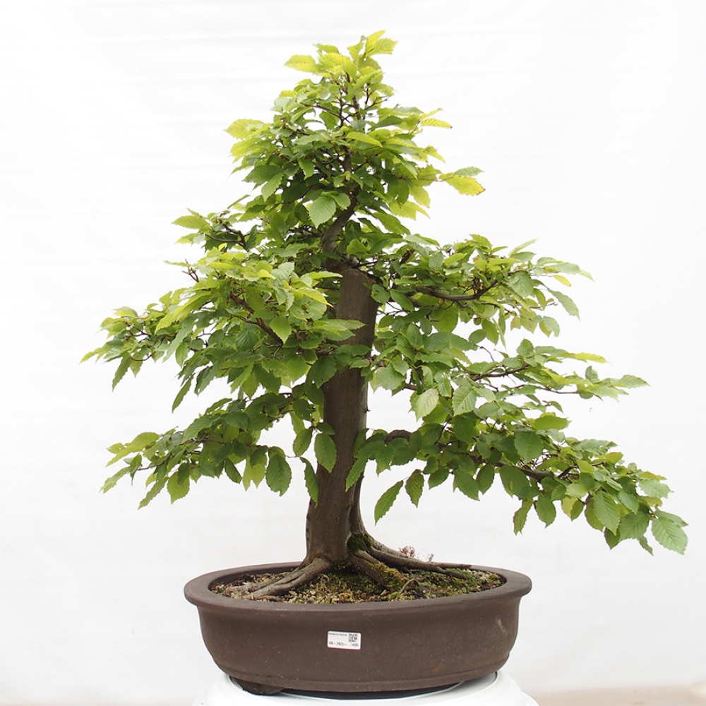 Kültéri bonsai - gyertyán - Carpinus betulus