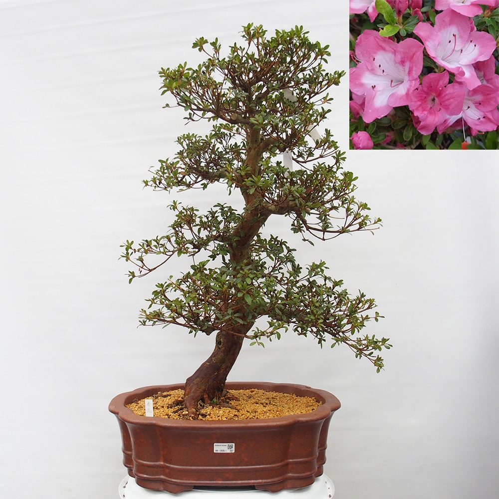 Kültéri bonsai - Japán azálea - Azalea Shunen