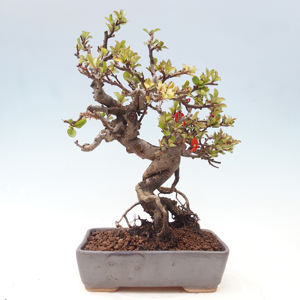 Kültéri bonsai - Chaneomeles speciosa - birs