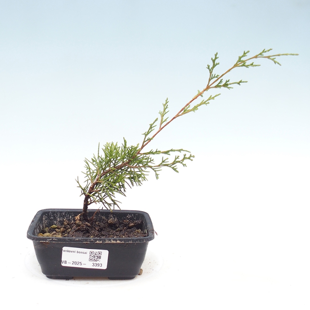 Kültéri bonsai - Juniperus chinensis Itoigawa