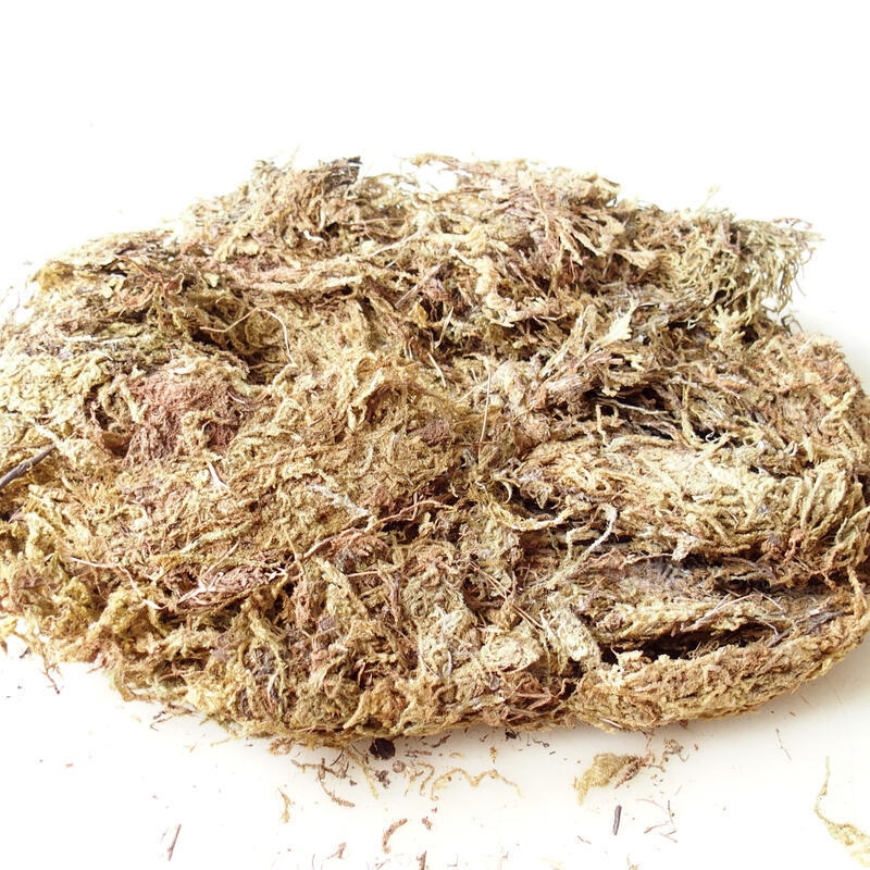 Bryophyta - moha 100 g