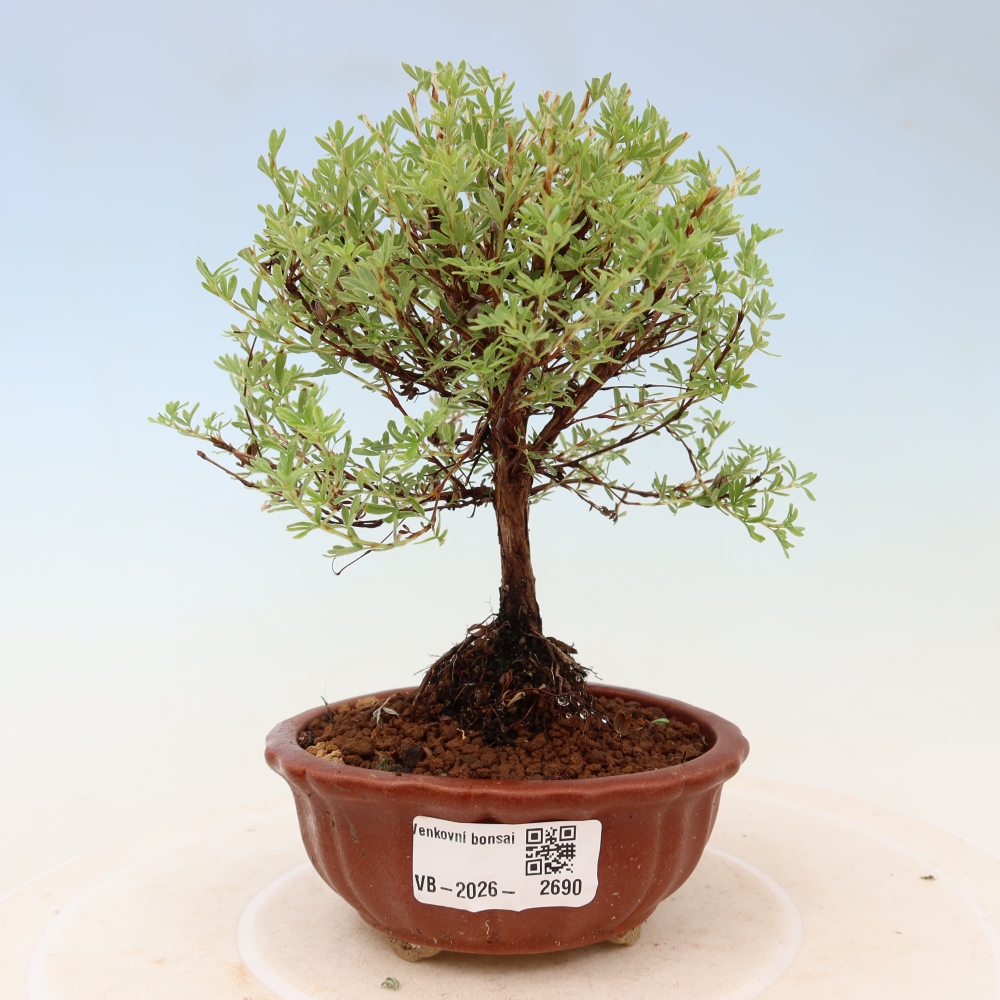 Kültéri bonsai – bokros potentilla (Potentilla fruticosa) – Goldkissen