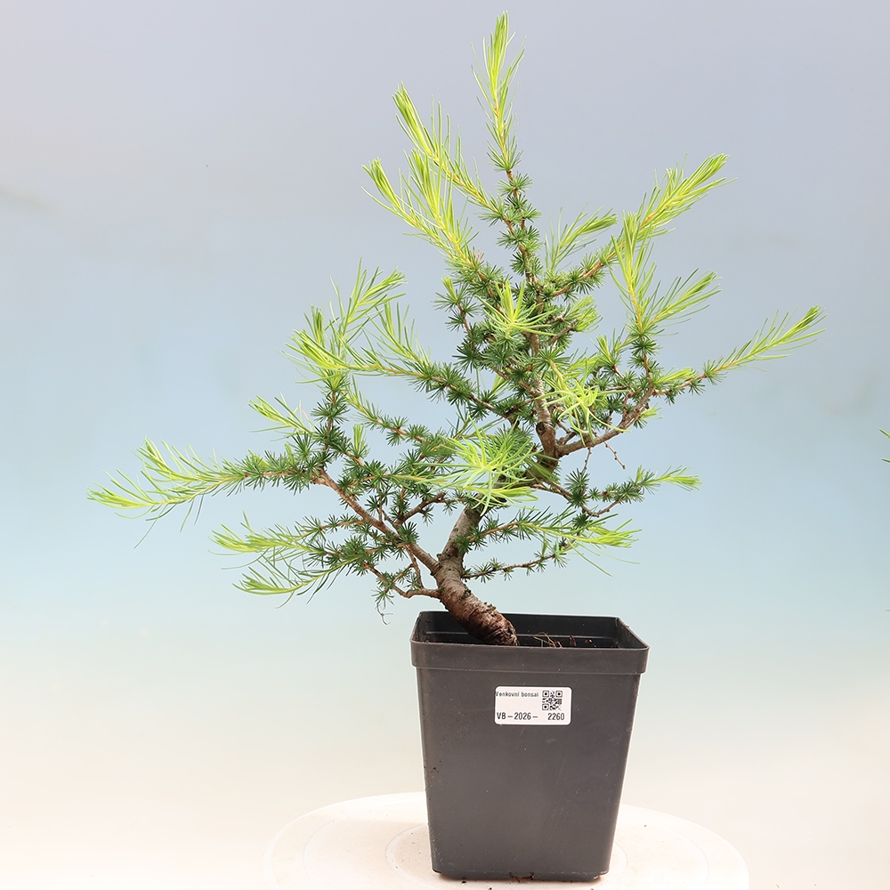 Kültéri bonsai - Larix decidua - vörösfenyő
