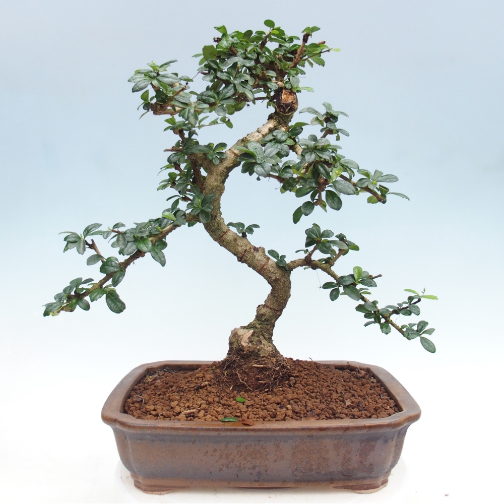 Szobai bonsai - Carmona macrophylla - Tea fuki