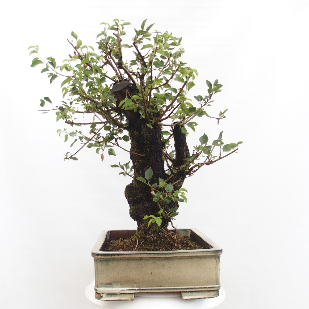 Kültéri bonsai - Mahalebka - Prunus mahaleb - Prunus mahaleb