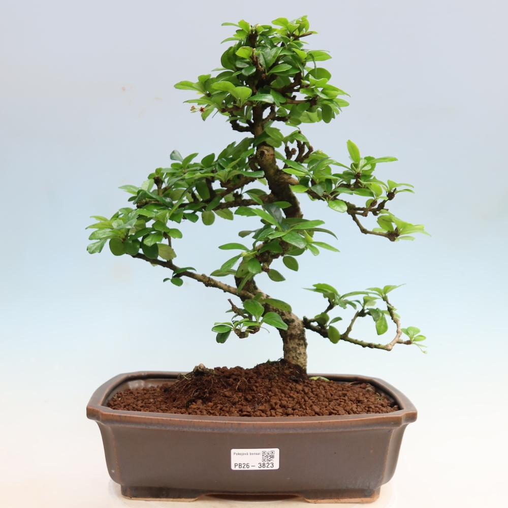 Szobai bonsai - Carmona macrophylla - Tea fuki