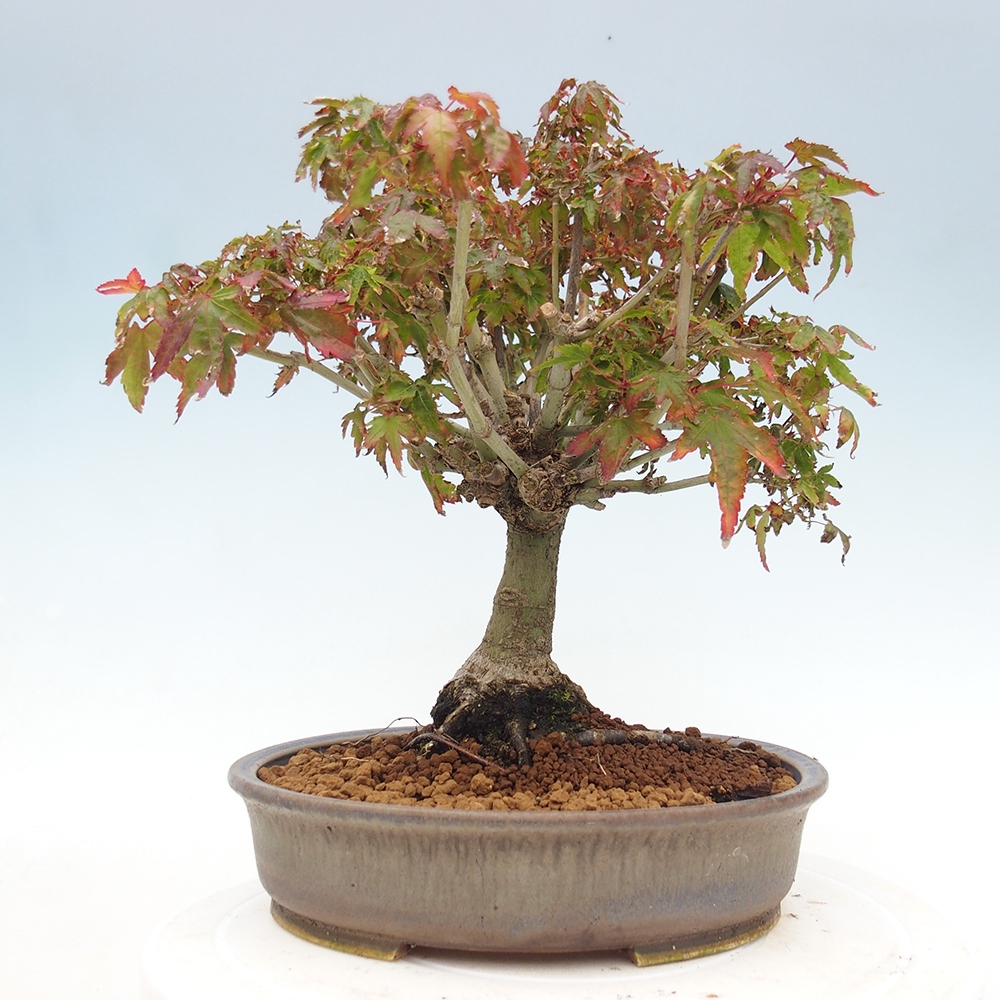 Acer palmatum KIOHIME - Pálma juhar