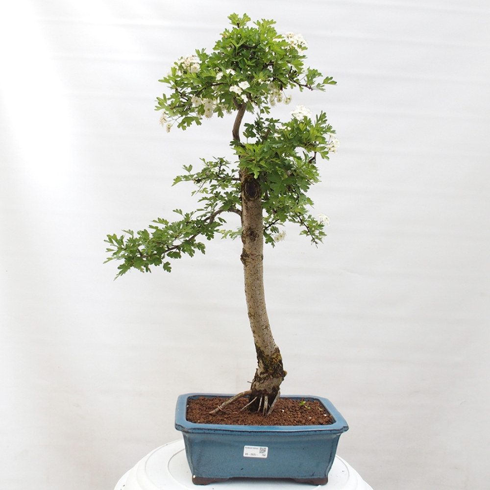 Kültéri bonsai - Galagonya - Crataegus monogyna