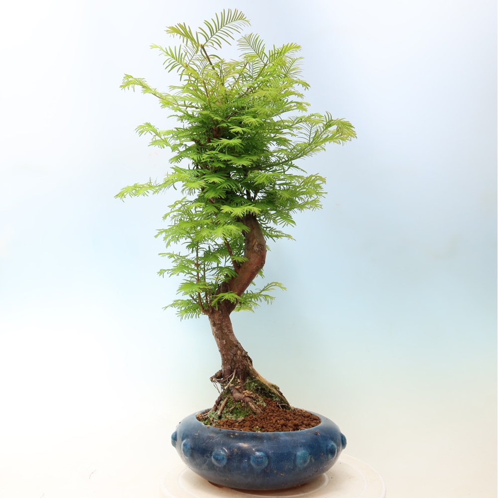 Kültéri bonsai - Metasequoia glyptostroboides - Kínai metasequoia