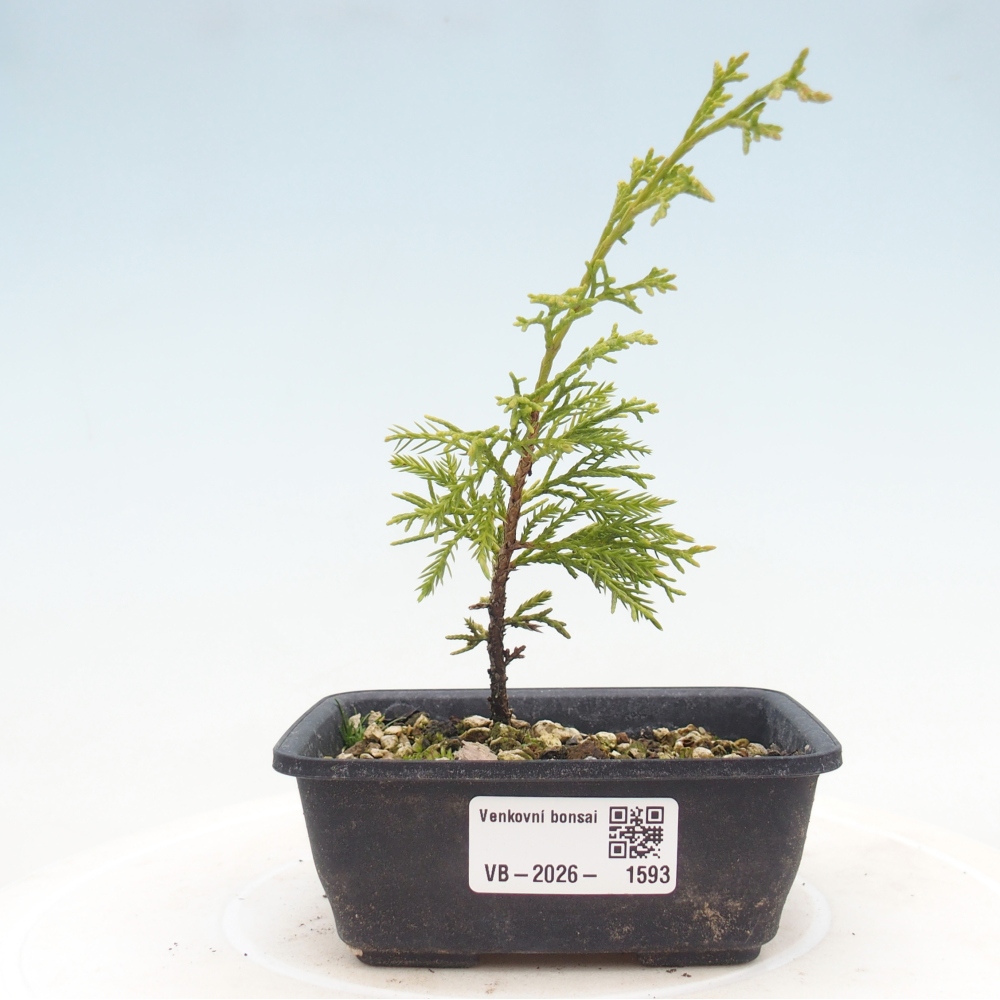 Kültéri bonsai - Juniperus chinensis Itoigawa