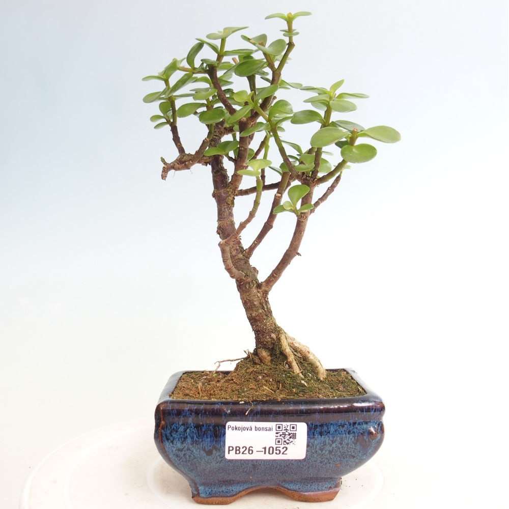 Szoba bonsai - Portulakaria Afra - Tlustice