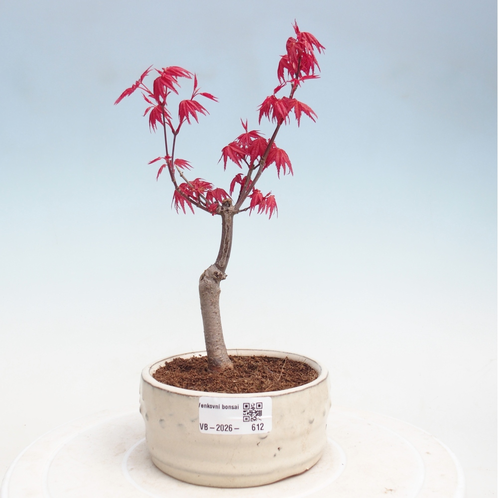 Kültéri bonsai - Acer palmatum DESHOJO