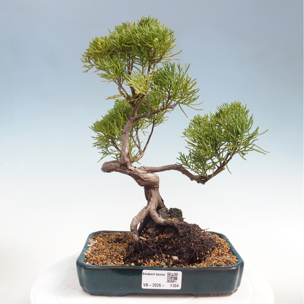 Kültéri bonsai - Juniperus chinensis Kishu