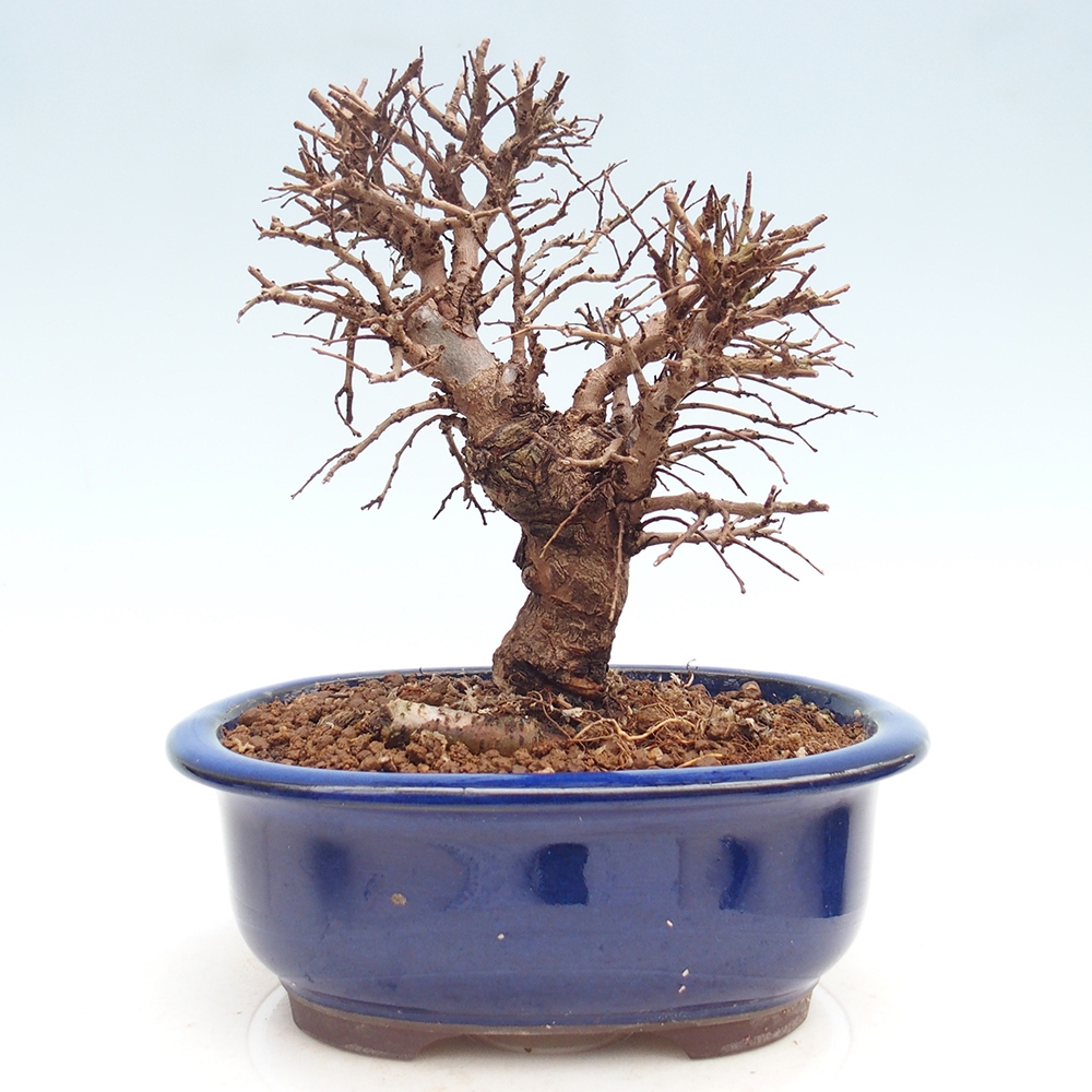 Kültéri bonsai - Zelkova - Zelkova NIRE