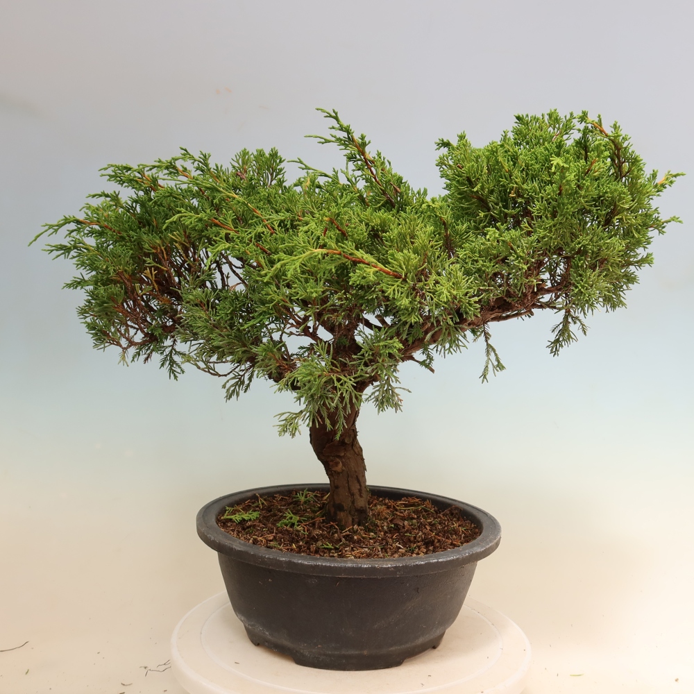 Kültéri bonsai - Juniperus chinensis Itoigawa-Juniperus chinensis