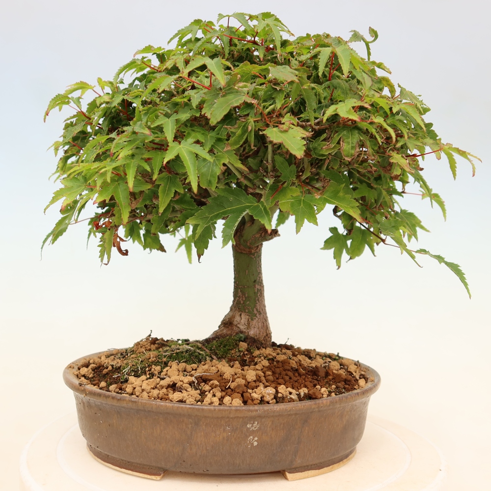 Acer palmatum KIOHIME - Pálma juhar
