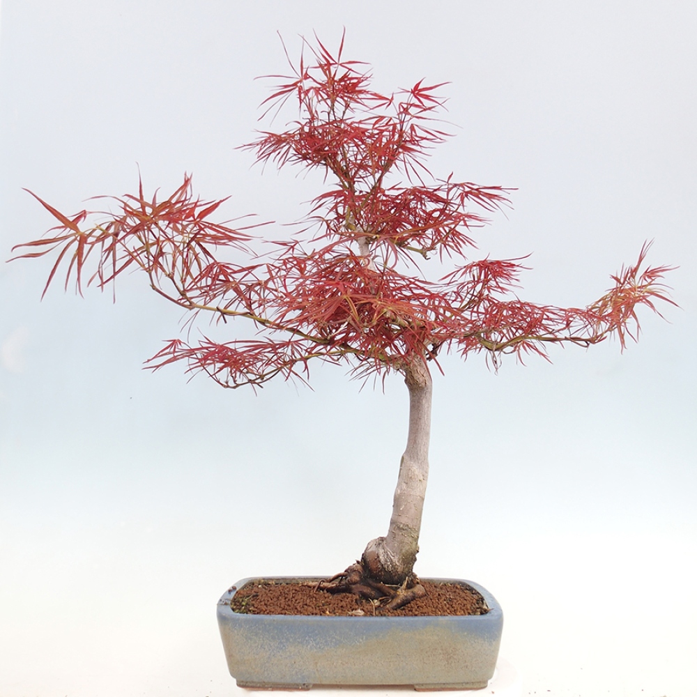 Kültéri bonsai - Acer palmatum RED PYGMY