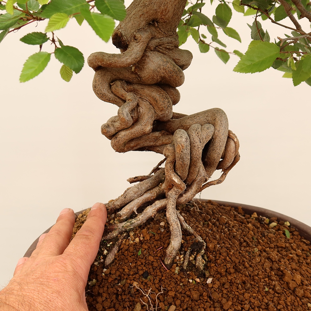 Kültéri bonsai -Carpinus Coreana - Koreai gyertyánfa