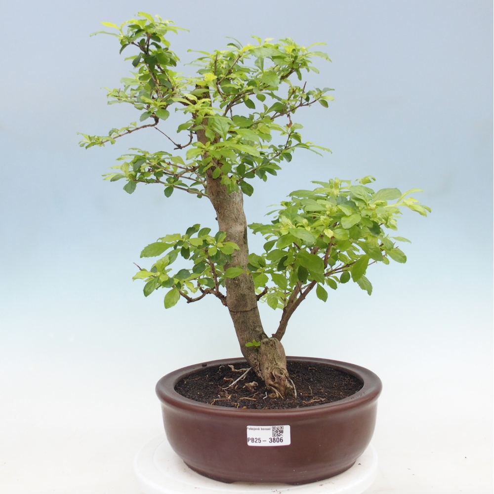 Szobai bonsai - Duranta erecta Aurea