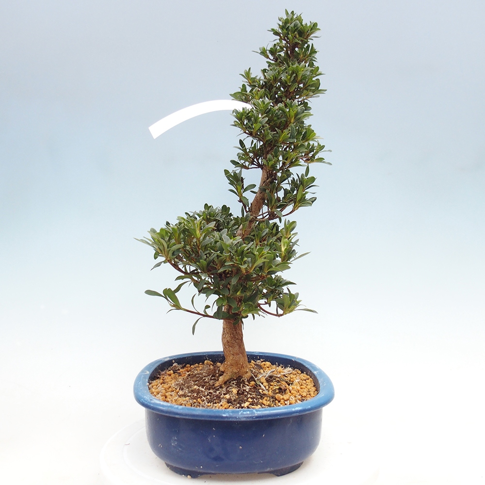 Kültéri bonsai - japán azálea - Azálea Tateyama-no-Yuki