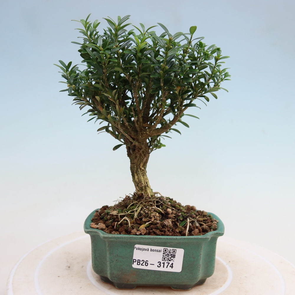 Szobai bonsai - Buxus harlandii - parafa buxus