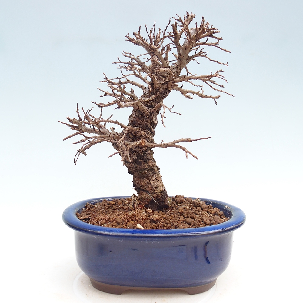 Kültéri bonsai - Zelkova - Zelkova NIRE