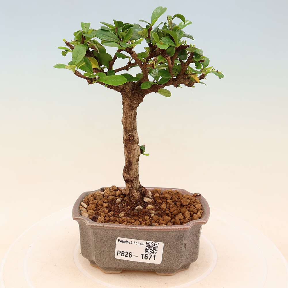 Szobai bonsai - Carmona macrophylla - Tea fuki