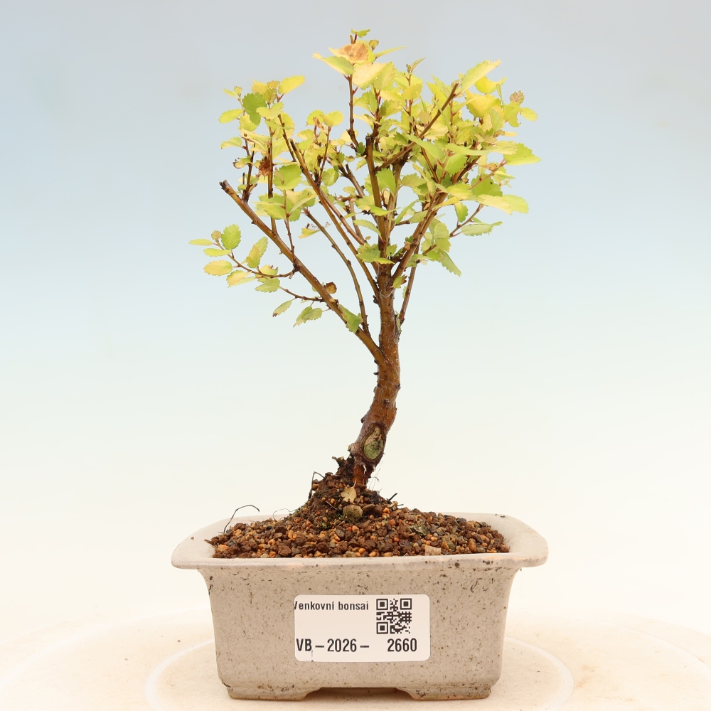 Kültéri bonsai – törpe nyír – Betula NANA Golden Treasure