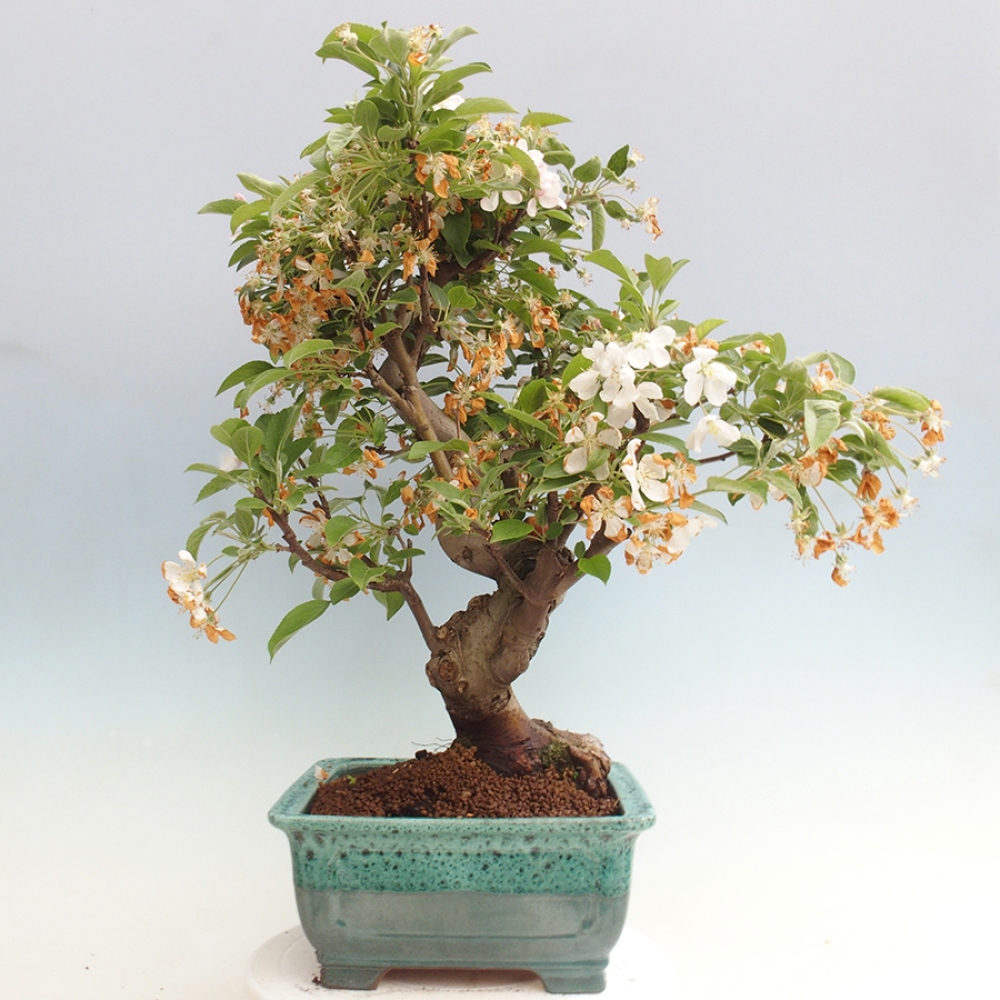 Kültéri bonsai -Malus halliana - Kis gyümölcsű almafa