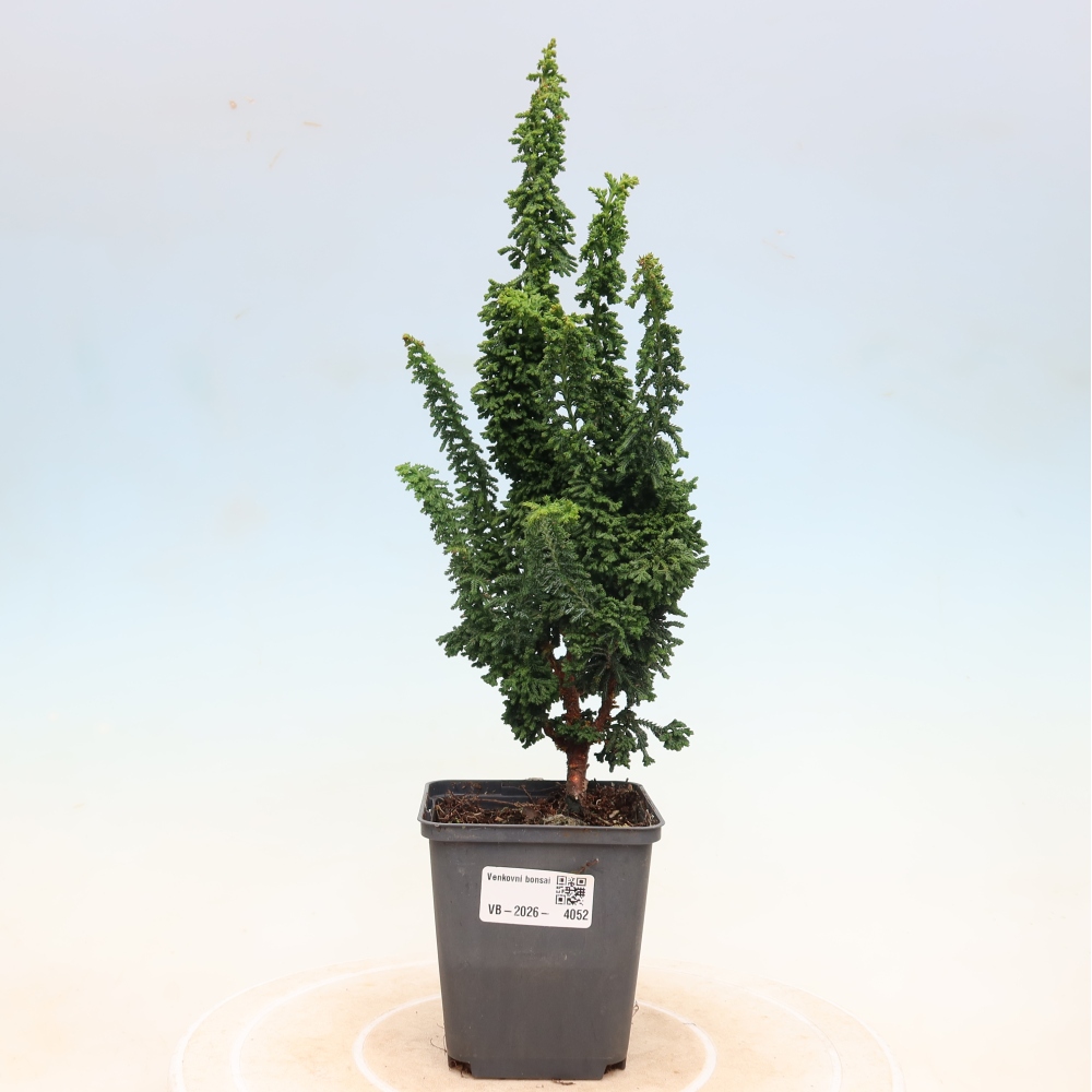 Kültéri bonsai - Cham. obtusa SEKKA HINOKI - Cifra ciprus