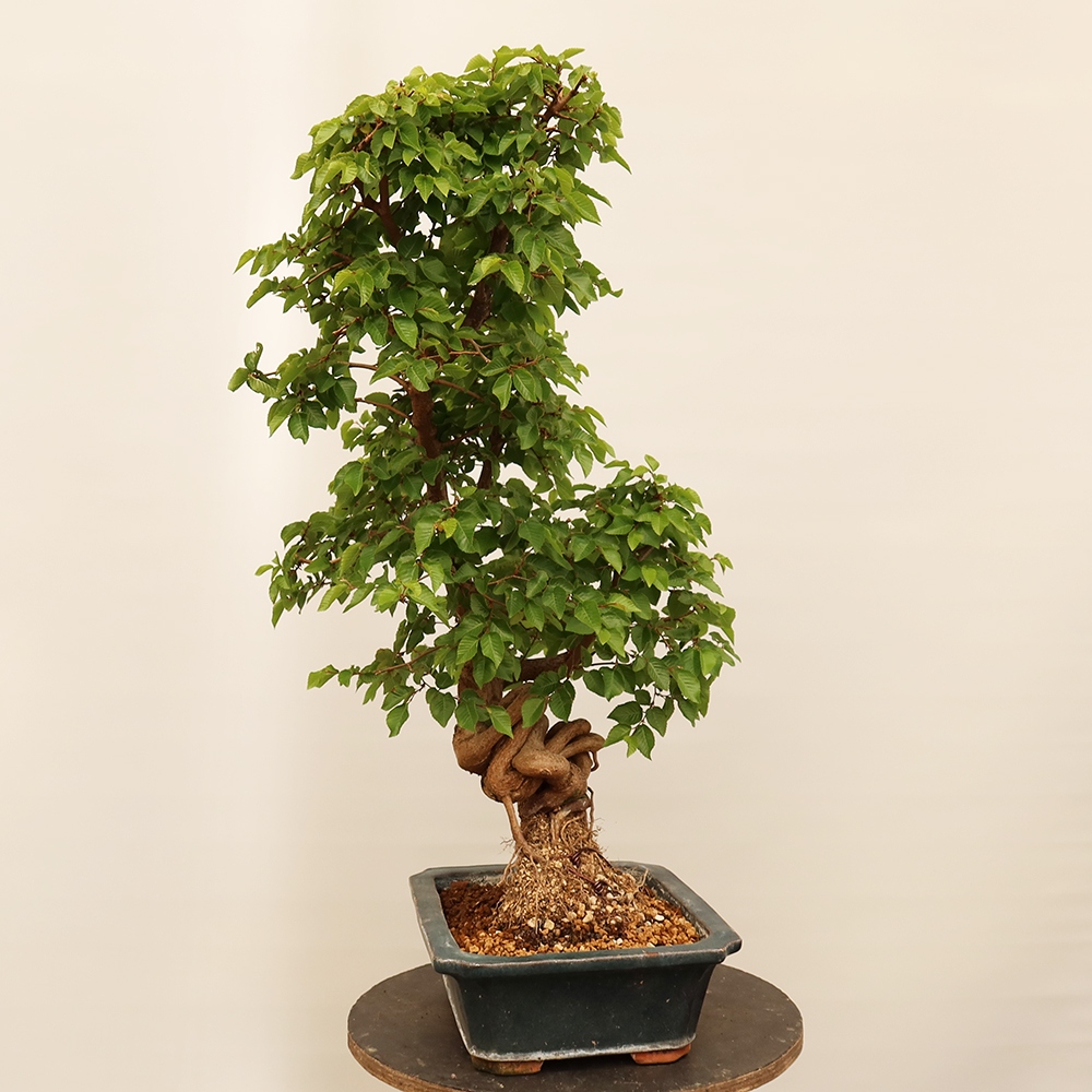 Kültéri bonsai -Carpinus Coreana - Koreai gyertyánfa