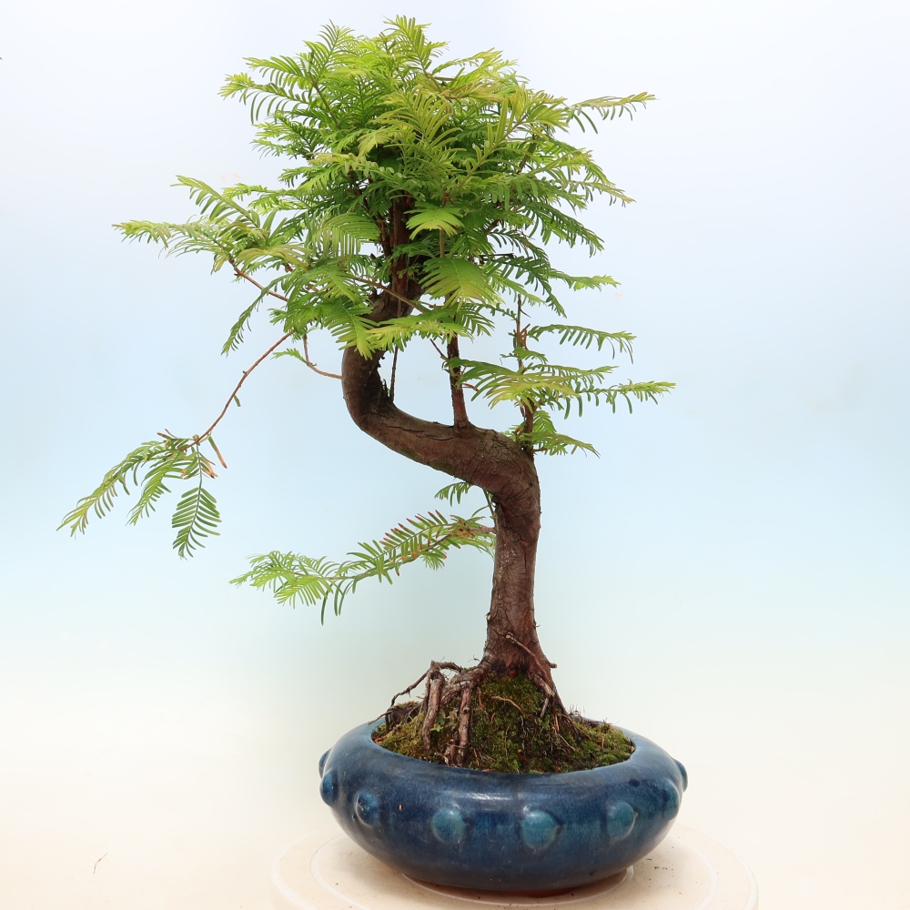 Kültéri bonsai - Metasequoia glyptostroboides - Kínai metasequoia