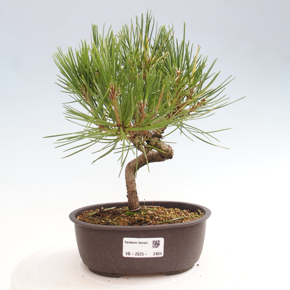Kültéri bonsai - Pinus thunbergii - Thunberg fenyő