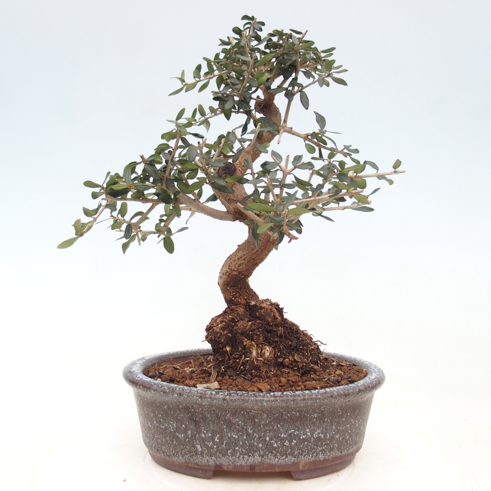 Beltéri bonsai - Olea europaea sylvestris