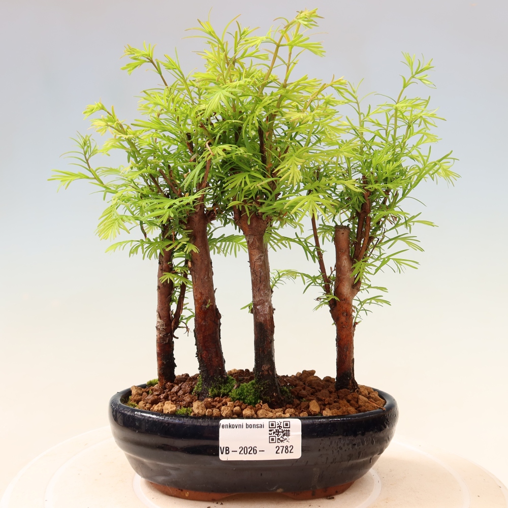 Kültéri bonsai – Metasequoia glyptostroboides – kínai metasequoia – kis erdő