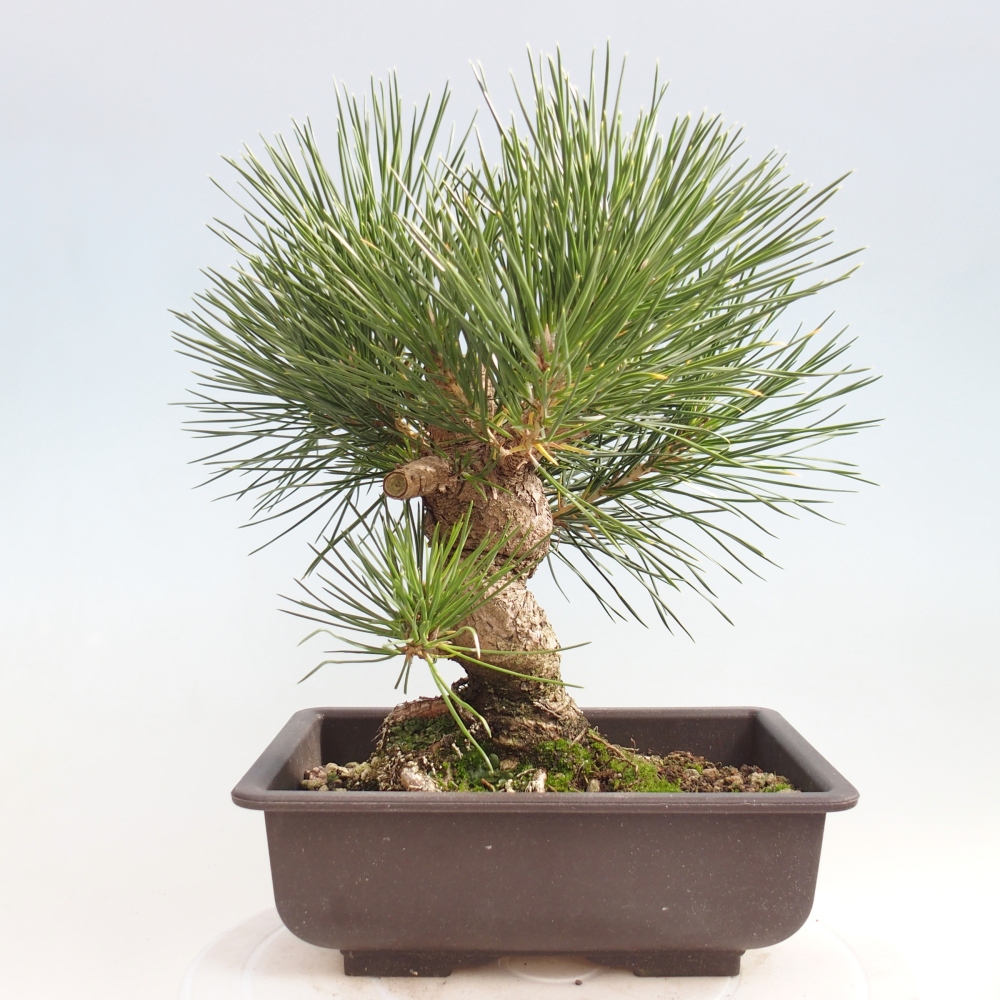 Kültéri bonsai - Pinus thunbergii - Thunberg fenyő