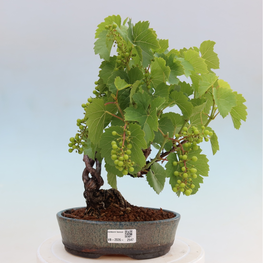 Kültéri bonsai – Szőlő – Vitis vinifera 