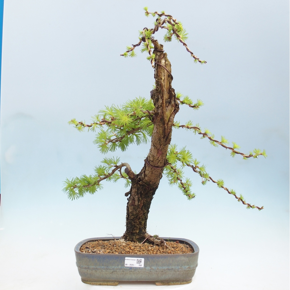 Kültéri bonsai - Larix decidua - vörösfenyő