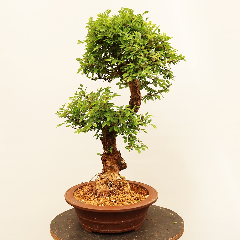 Kültéri bonsai - Zelkova - Zelkova NIRE