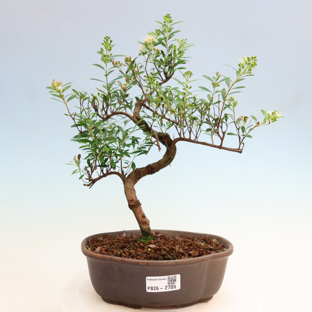 Szobai bonsai - Syzygium - Pimento
