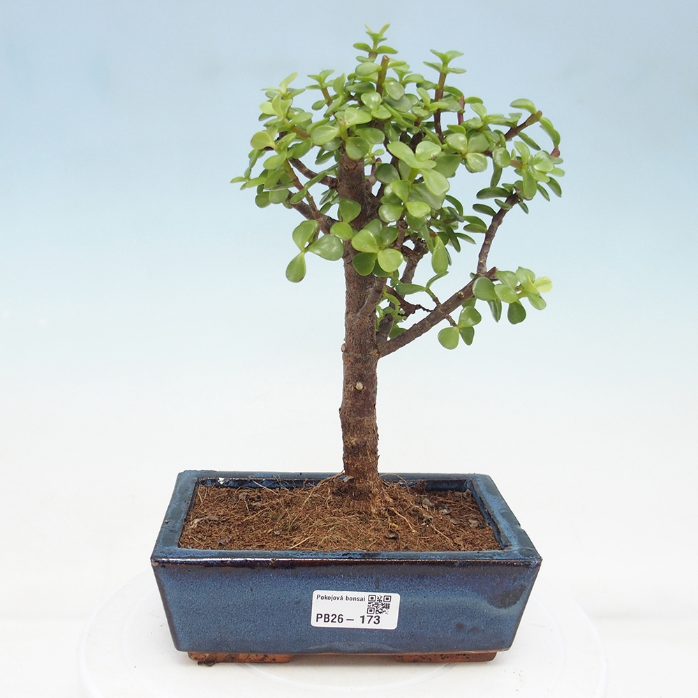 Szoba bonsai - Portulakaria Afra - Tlustice