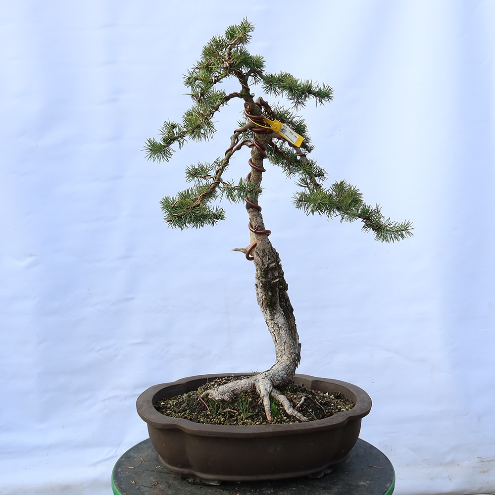 Pinus sylvestris Spanyolország – erdei fenyő