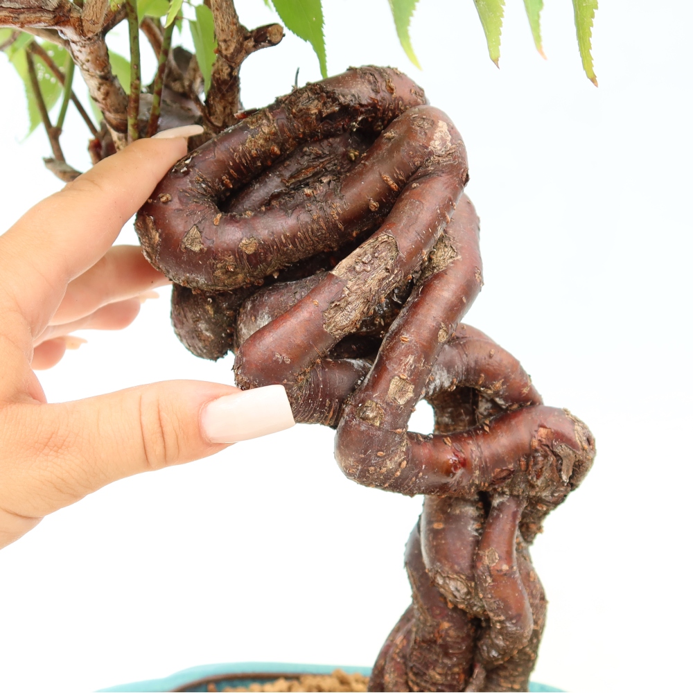 Kültéri bonsai – Japán barack – Prunus Mume