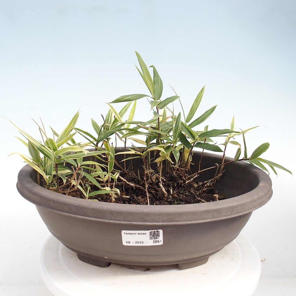Kültéri bonsai - Sasaella masamuneana Albostriata - Bambusz