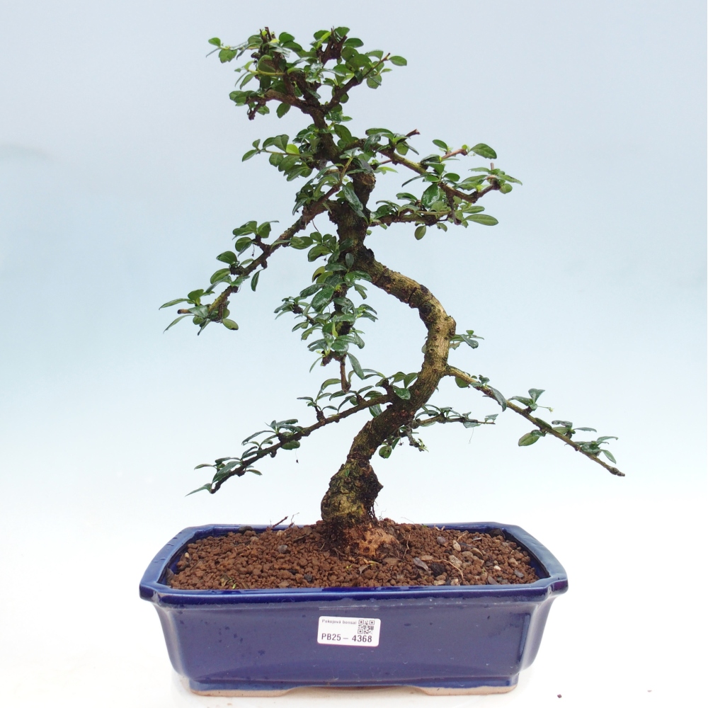 Szobai bonsai - Carmona macrophylla - Tea fuki