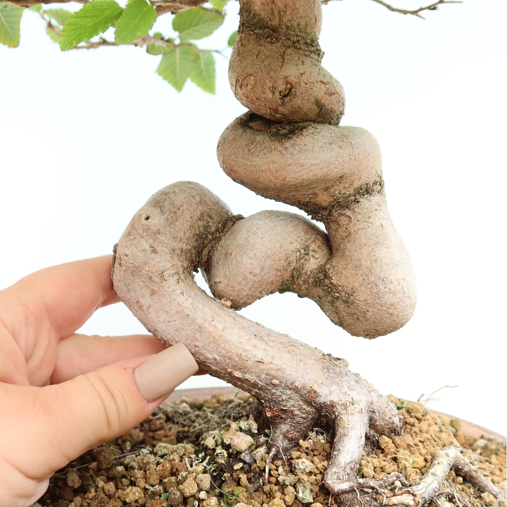 Kültéri bonsai -Carpinus CARPINOIDES - Koreai gyertyánfa